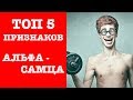 Топ 5 признаков альфа самца