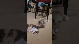 Slowest, laziest cat fight ever