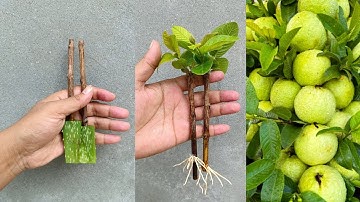Grow guava from cutting with aloe vera - 100% success