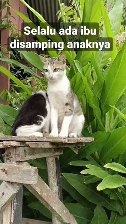 surga dibawah telapak kaki ibu☂️🥰🥰#subcribe