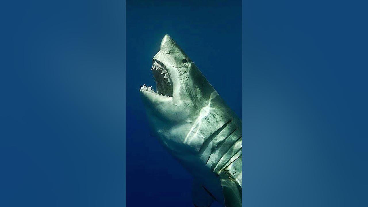 phobia-of-sharks-youtube