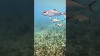 Come and watch us remove Invasive Lionfish! @Lionfish_Extermination_Corp ￼