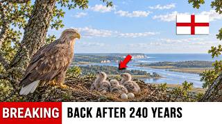 England Reintroduced Its Biggest Eagle After 240 Years — What Returned to the Skies Was Insane