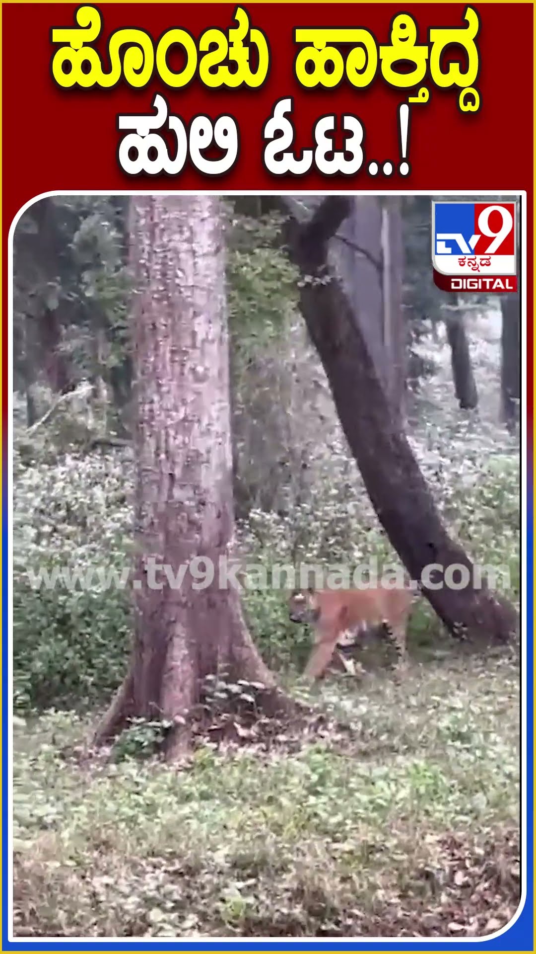 ಹೊಂಚು ಹಾಕ್ತಿದ್ದ ಹುಲಿ ಓಟ..! #Tiger #Tv9D