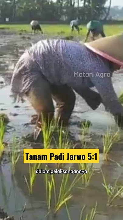 Proses tanam padi jajar legowo (Jarwo) 5:1 #tanampadi #jarwo51 #petani