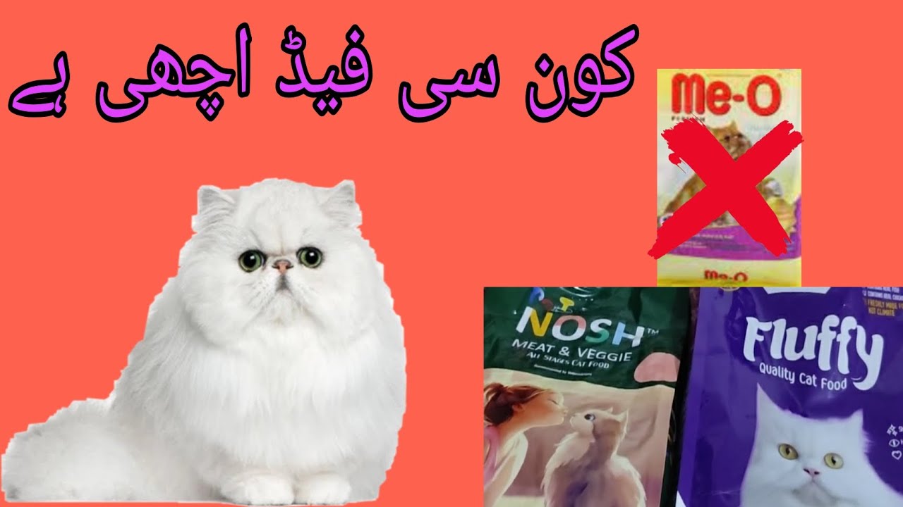 WHICH ONE IS THE BEST FOOD FOR CAT hen farming cats chicken  which-one-is-the-best-food-for-cat-hen-farming-cats-chicken