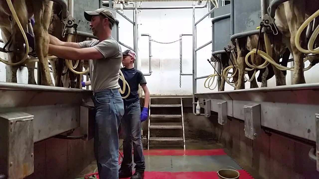 camera iphone 8 plus apk Milking the cows