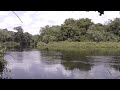 Alarm Call of Wild Bonobos and Luo River!