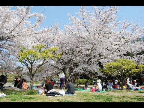 桜 大阪 服部緑地 Youtube