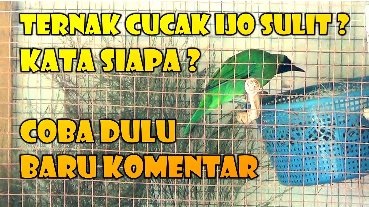 TERNAK CUCAK IJO, TAHAP PENJODOHAN PART 3 