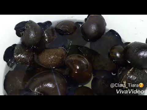 Cara Penyediaan Memasak Siput Besar Big Snails Kerumboi Bahasa Bidayuh Youtube