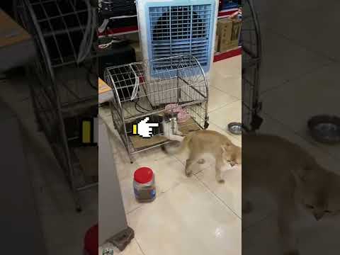 Video #Shorts Hai Chú Méo Vẫy Đuôi Trêu Nhau Buổi Sáng Rất... - youtube