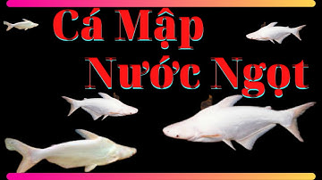 cá mập trắng-Huấn-Sinh-Vật-Cảnh #shorts