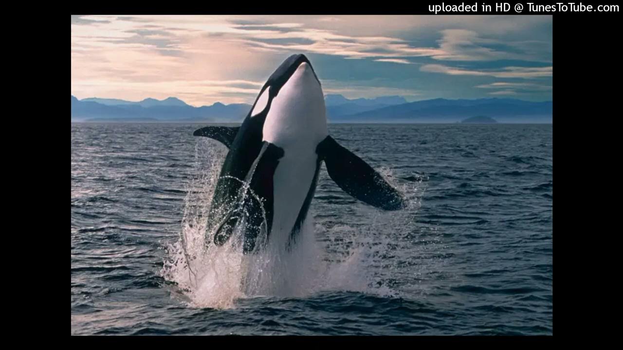 Oodaredevil x mingo x surf type beat "orca whale 2" (prod Joon) - YouTube