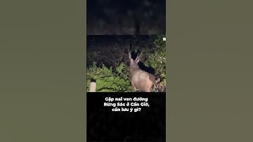 Gặp Nai Ven Đường Rừng Sác Cần Giờ: Cảnh Báo & Lưu Ý An Toàn Cho Người Đi Đường!