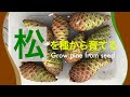 【黒松】松ぼっくり採取〜発芽／ Pine cone collection ~ germination