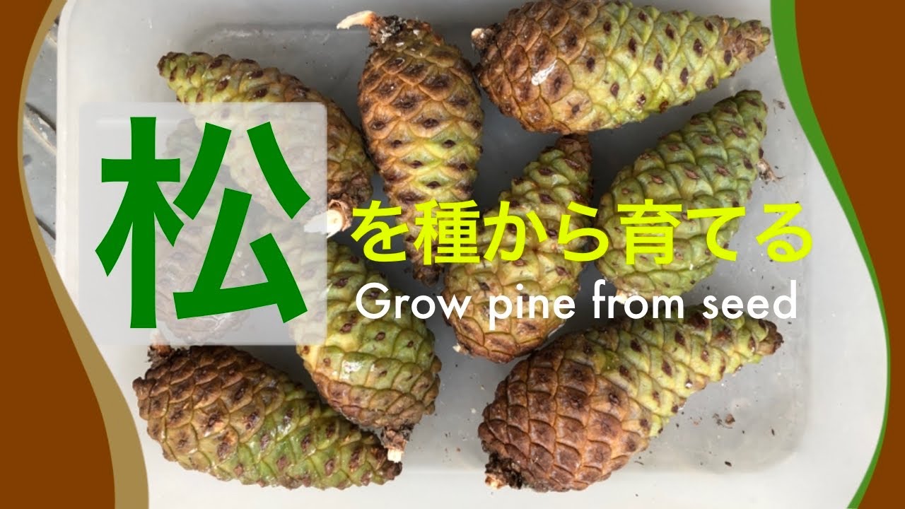 黒松 松ぼっくり採取 発芽 Pine Cone Collection Germination Youtube