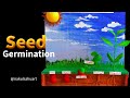 Seed Germination Project Model | seed germination model #sciencemodel #biologyproject