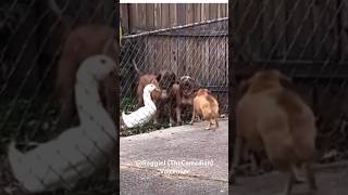 Duck standing on business against dog #funny #funnyvideo #animalhumor