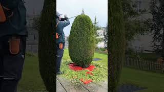 How To Trime Big Giants Tree