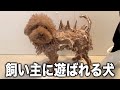 大嫌いなお風呂で飼い主に遊ばれるトイプードル