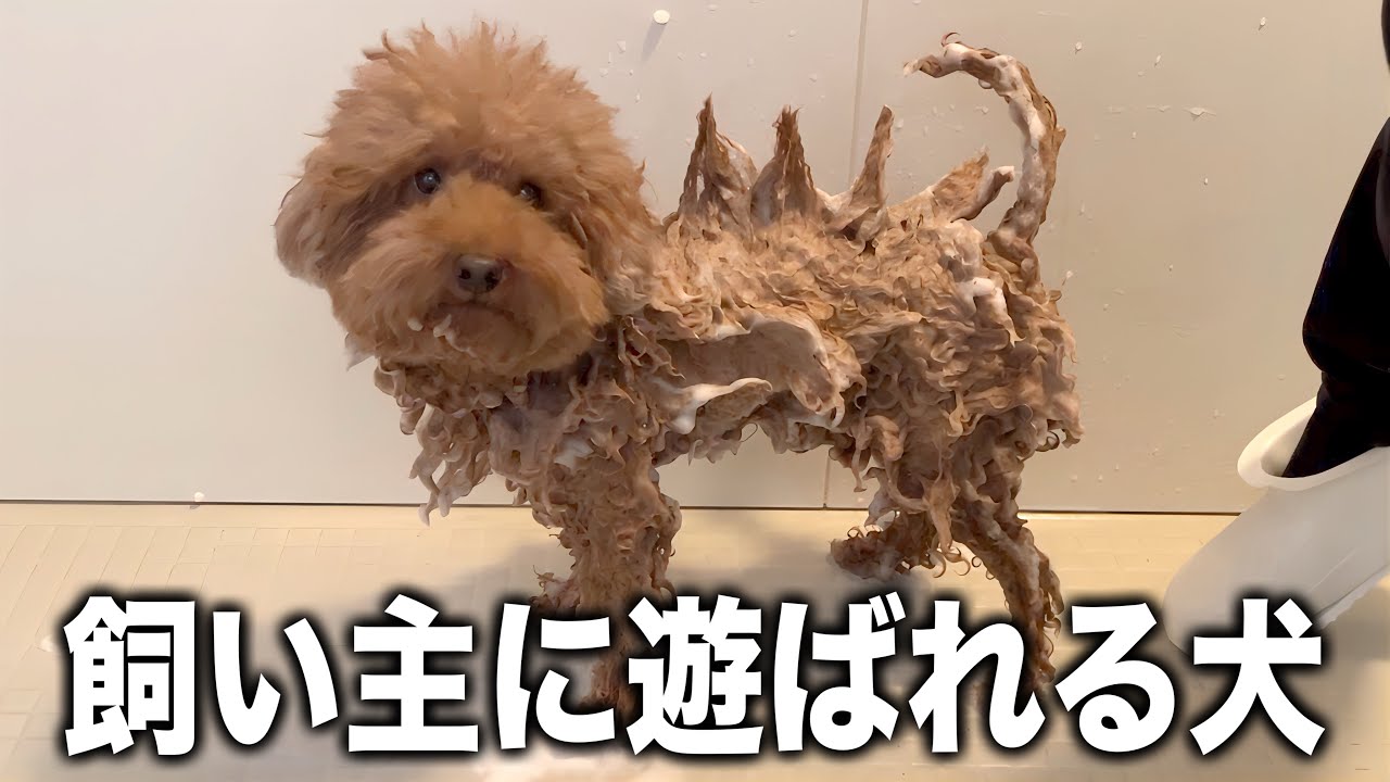 大嫌いなお風呂で飼い主に遊ばれるトイプードル