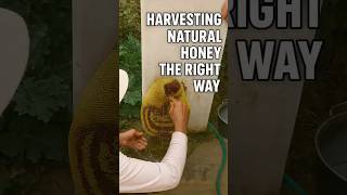 “Pure Nature — The Art of Harvesting Natural Honey 🍯” «طبیعتِ ناب — هنر برداشت عسل طبیعی 🍯»#shorts