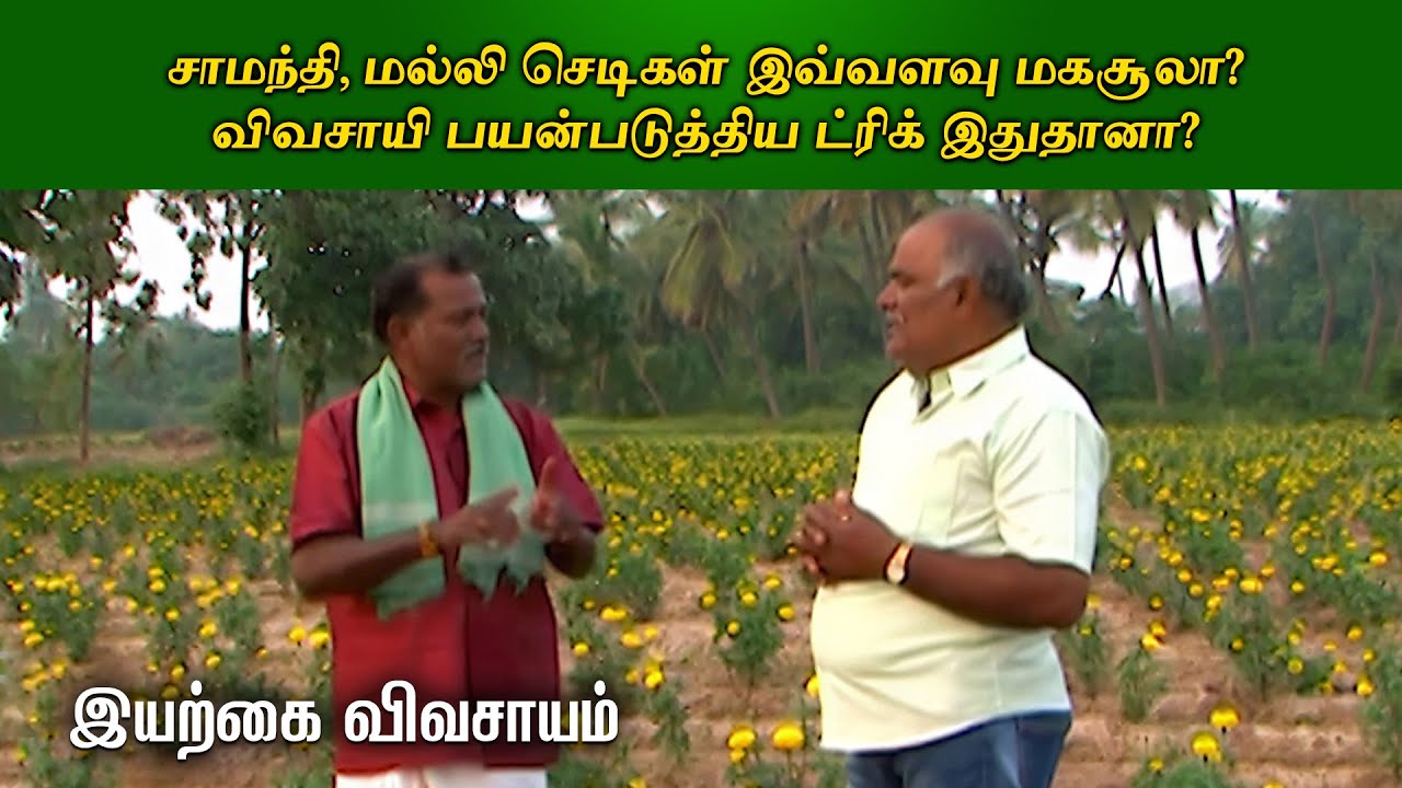 சாமந்தி, மல்லி செடிகள் இவ்வளவு மகசூலா?விவசாயி பயன்படுத்திய ட்ரிக் இதுதானா? | OrganicVivasayi