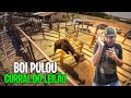 BOI BRAVO PULOU  O CURRAL DO LEILÃO.