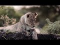 Nature S43E12 Katavi Africas Fallen Paradise Salvation 1080p Nature S43E12 Katavi Africas Fallen Paradise Salvation 1080p