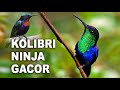 Suara Burung Kolibri Ninja Gacor Ampuh Buat Masteran Mp3 - Mp4 Download
