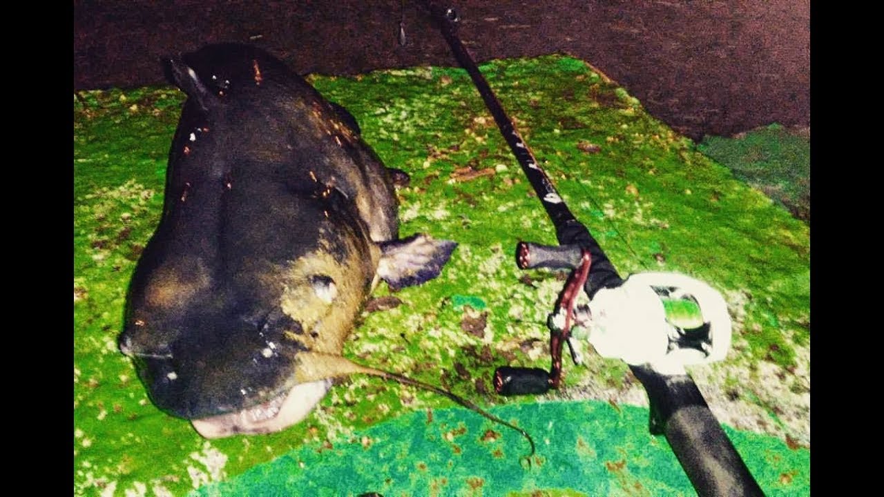 Catching catfish on low-Profile BAITCASTERS! (FEAT. My PB Schuylkill river  Channel Catfish!) 