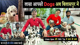 lhasa apso puppies || lhasa apso bilaspur || dog kennel bilaspur chhattisgarh || bilaspur dog house