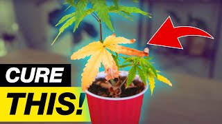TRANSPLANTING STRUGGLING PLANTS! DYING PLANTS GET A NEW HOME