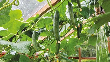 easy grow cucumbers at home 🥒  | #garden #gardening #bellpeppers #ginger