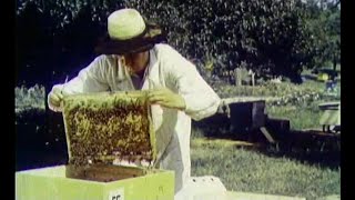 В мире пчел 1954 год