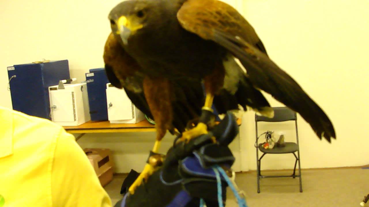 pets at home Rocky Mountain Reptile Expo 5-11-13 Part 4 of 4 Denver CO