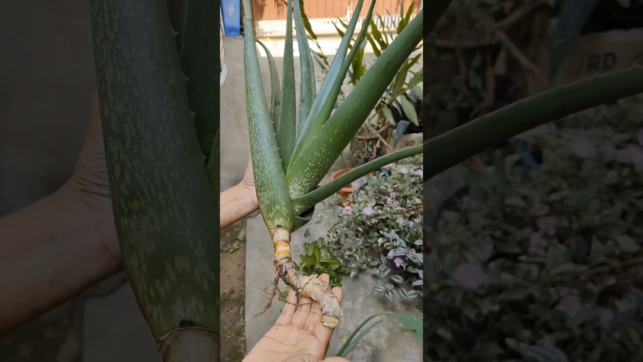 Repoting Aloe Vera Plant from cutting 💚✨