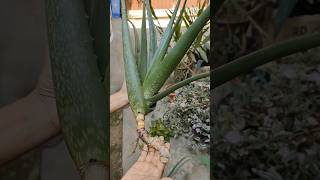 Repoting Aloe Vera Plant From Cutting shorts gardening repotting plant