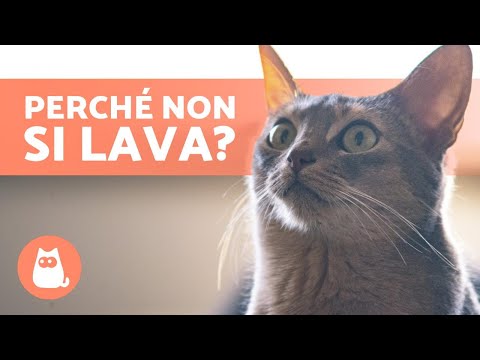 Perché il mio gatto NON si lava? 🐱 (Cause e cosa fare)