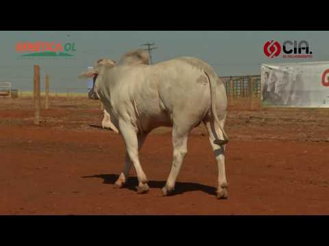 Lote 26 V9055815 - Bateria 6 - Leilão de Touros Genética OL - 2017