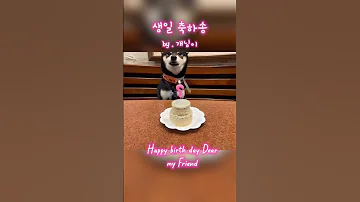댕댕이가 부르는 생일 축하송 애완동물 댕댕이 생일 축가 Funny Dog Cute Animals Happy Happybirthday Song Music 