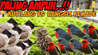 suara burung kutilang vs bangsit/kemade paling ampuh