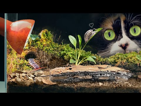 Video: Was es bedeutet, mit Terrarien zu schmücken - Schlüsseltipps und Details