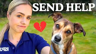 I Volunteered at the RSPCA… I Wasn’t Prepared for This