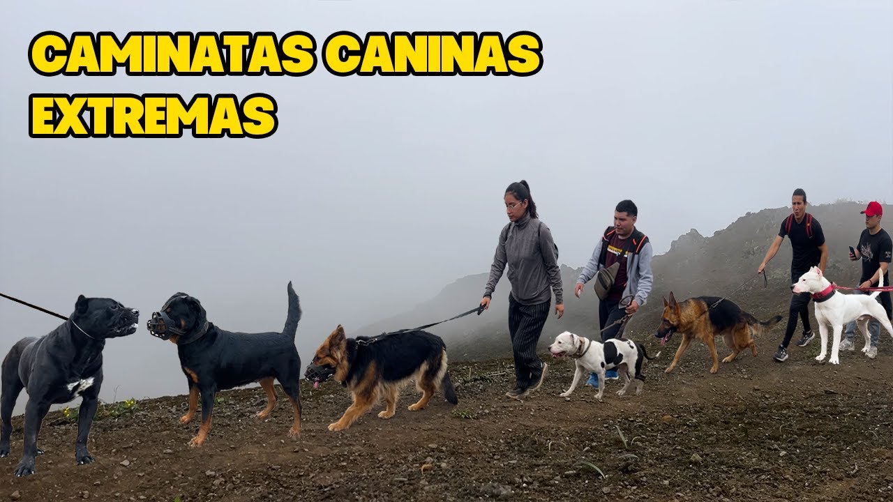 Cane Corso, Dogo Argentino, Pastor alemán, Rottweiler, Bóxer, American Bully & Tipo bull 🦮🦮🦮