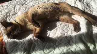 Seal Point Siamese Whatever Wednesday