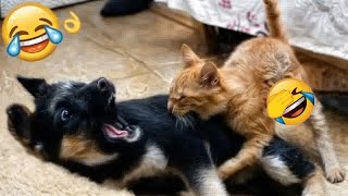 Guilty Dog and cat is so funnyTry Not to Laugh2024#27
