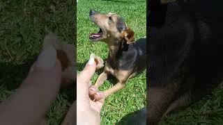 TROLLEI MEU CACHORRO E LEVEI A PIOR😐 #billy #pets #petsfofinhos