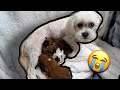 MY DOG GAVE BIRTH! *Meet The Puppies*